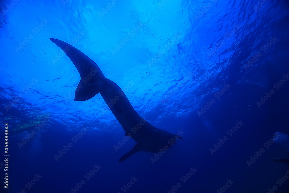 whale shark scene landscape / abstract underwater big sea fish, adventure, diving, snorkeling whale shark scene landscape / abstract underwater big sea fish, adventure, diving, snorkeling