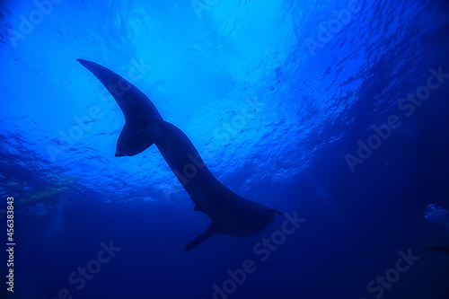 whale shark scene landscape / abstract underwater big sea fish, adventure, diving, snorkeling © kichigin19