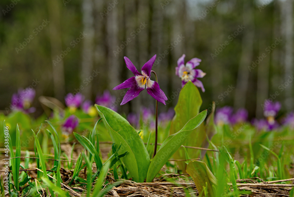 Russia. South of Western Siberia, Kuznetsk Alatau. Siberian spring flowers on the southern slopes of the mountains along the Tom river.
