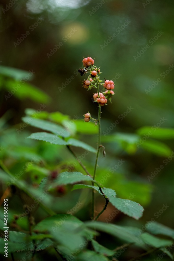 Mûre plante et fruit sauvage - nature biodiversité - forêt humide/ombragé Mûre plante et fruit sauvage - nature biodiversité - forêt humide/ombragé