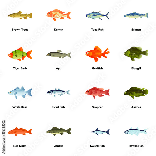 Flat Icons of Fish Types

