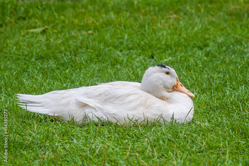 Mulard duck sitting in the green grass photo