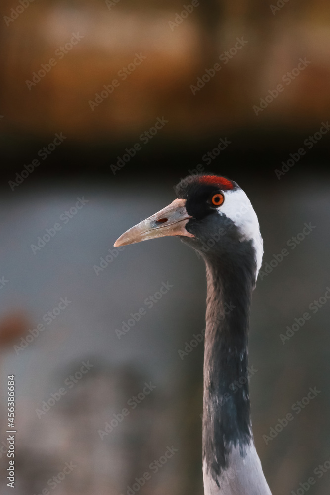 Portrait of common crane grus grus near a lake.