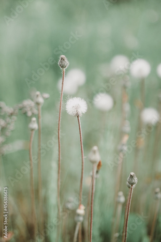 Field flowers Art photography for an interior poster, cover print. Natural background in monochrome colors