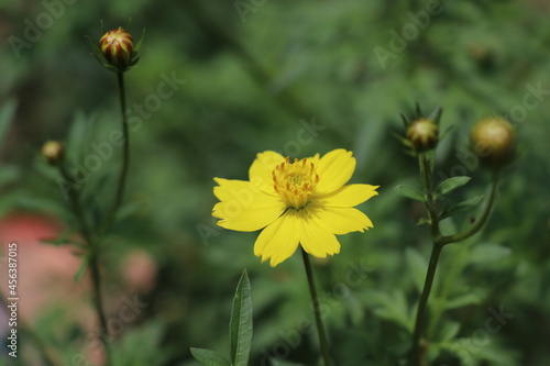 Lonely yellow flower blooming in the garden