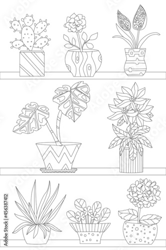 shelves with different flowering and decorative homeplants for