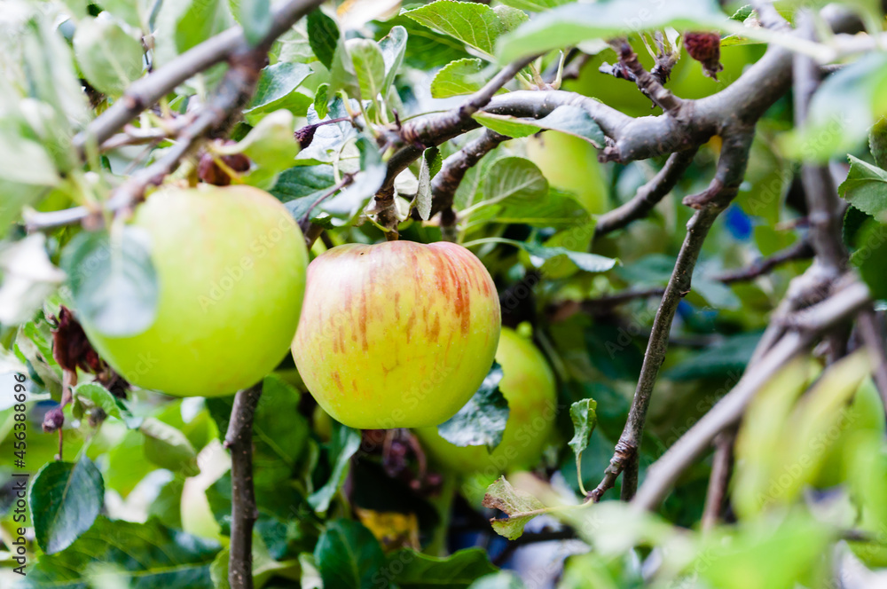 London, United Kingdom, 18 August,  2021: Apples on a branch ready to be harvested, outdoors, selective focus
