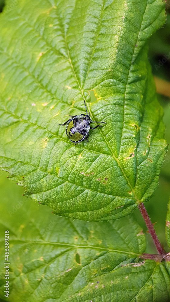 shield bug nymph garden macro