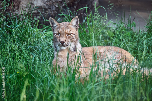 Eurasischer Luchs oder Nordluchs ( Lynx lynx ). photo