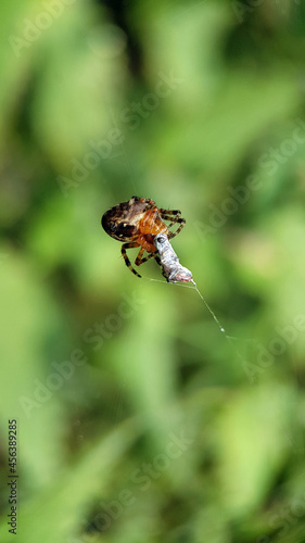 spider eating fly garden summer