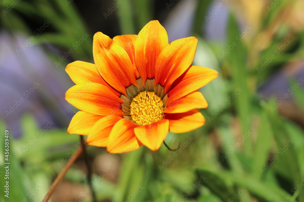 Golden orange flower with blur leafy background Golden orange flower with blur leafy background