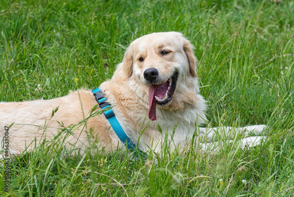 A Golden Retrieber playing on a green meadow A Golden Retrieber playing on a green meadow