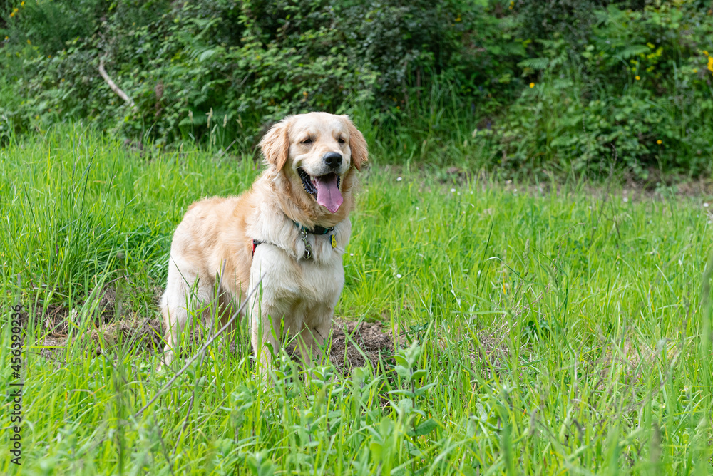 A Golden Retrieber playing on a green meadow A Golden Retrieber playing on a green meadow