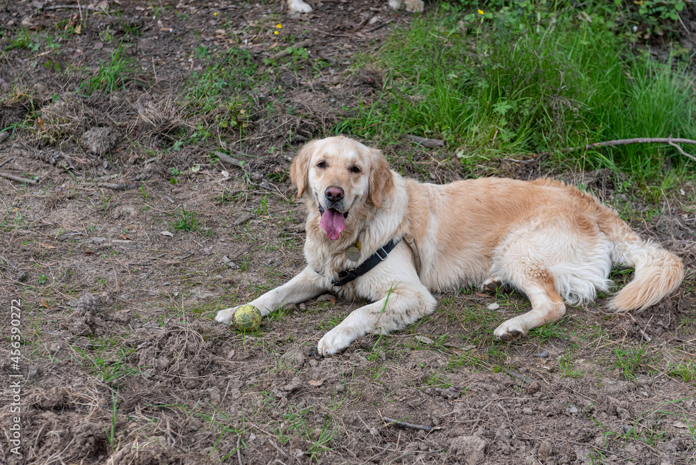 A Golden Retriever playing in a green field A Golden Retriever playing in a green field