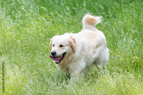 A Golden Retrieber playing on a green meadow