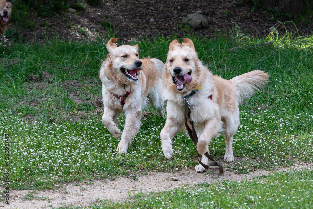A few Golden Retrieber playing on a green meadow A few Golden Retrieber playing on a green meadow
