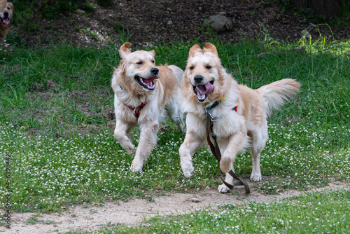 A few Golden Retrieber playing on a green meadow