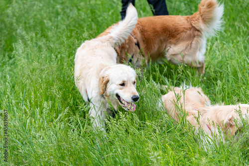 A few Golden Retrieber playing on a green meadow