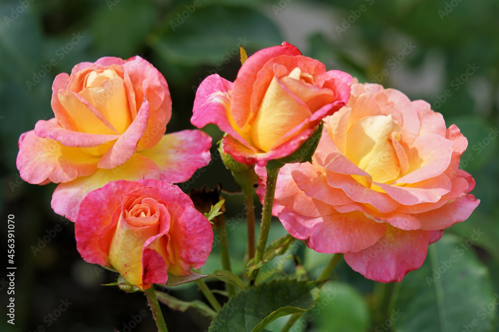 Blühemdes Bouquet von Rosen