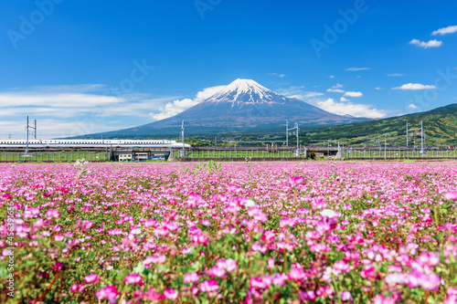 Shinkansen at pink flower and mount fuji, Shizuoka