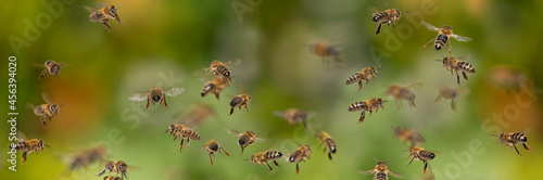 bees flying in to hive - bee breeding (Apis mellifera) close up © Vera Kuttelvaserova