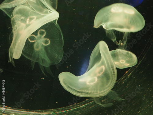 jelly fish in the water/This picture will look good in your interior	