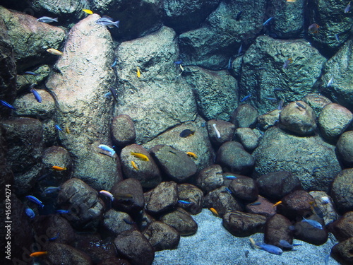 coral reef with fishes/This picture will look good in your interior	