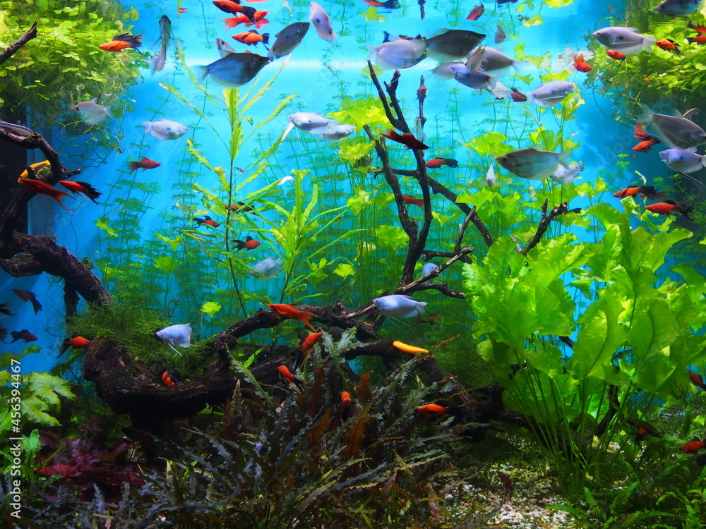 fishes in aquarium/This picture will look good in your interior	