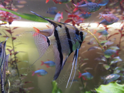 aquarium with fish/This picture will look good in your interior	