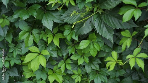 Parthenocissus quinquefolia or Virginia creeper green leaf plant wall photo