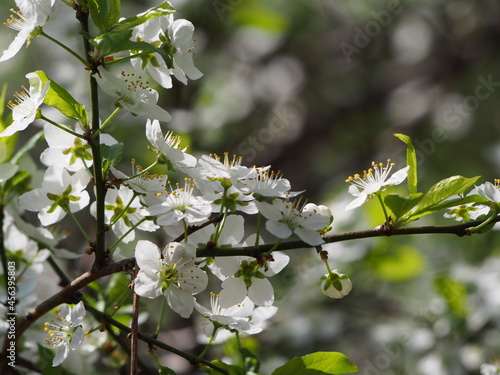 white cherry blossom/This picture will look good in your interior	