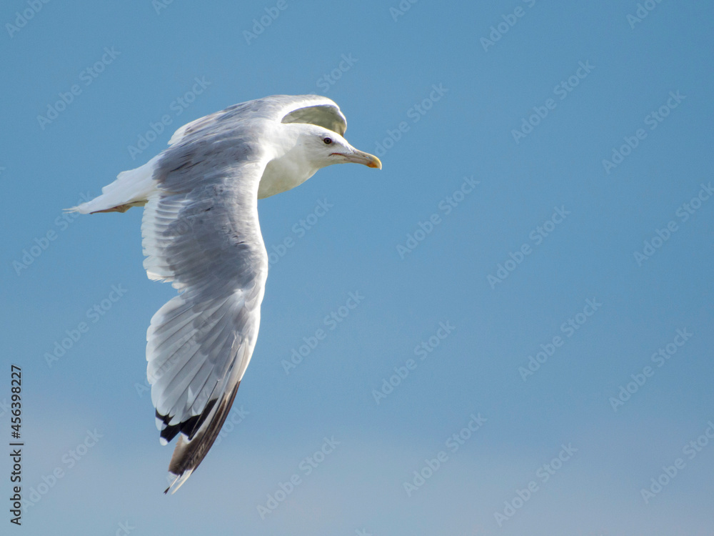 European Herring Gull (Larus argentatus) is flying on blue sky background. European Herring Gull (Larus argentatus) is flying on blue sky background.