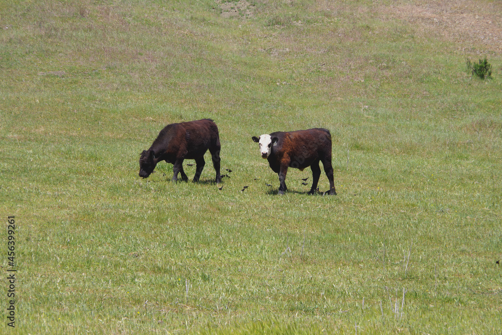 Two young bulls outdoors on pasture land with some black birds around picking the ground Two young bulls outdoors on pasture land with some black birds around picking the ground