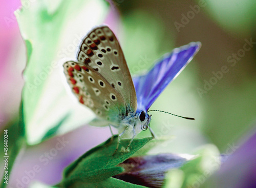 Wallpaper Mural butterfly on a flower Torontodigital.ca