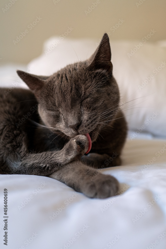 Blue Russian Cat licking his toes with eyes closed