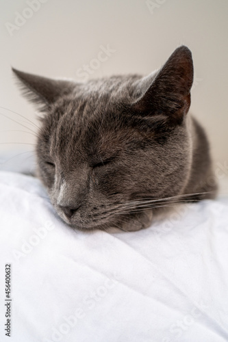 Blue Russian Cat sleeping with eyes closed and ears out