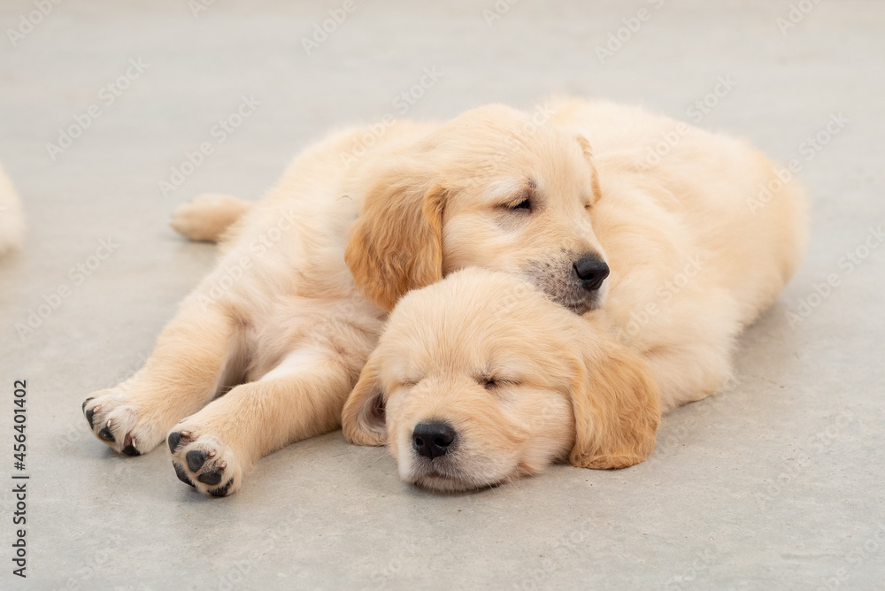 Golden retrieber puppies sleeping Golden retrieber puppies sleeping