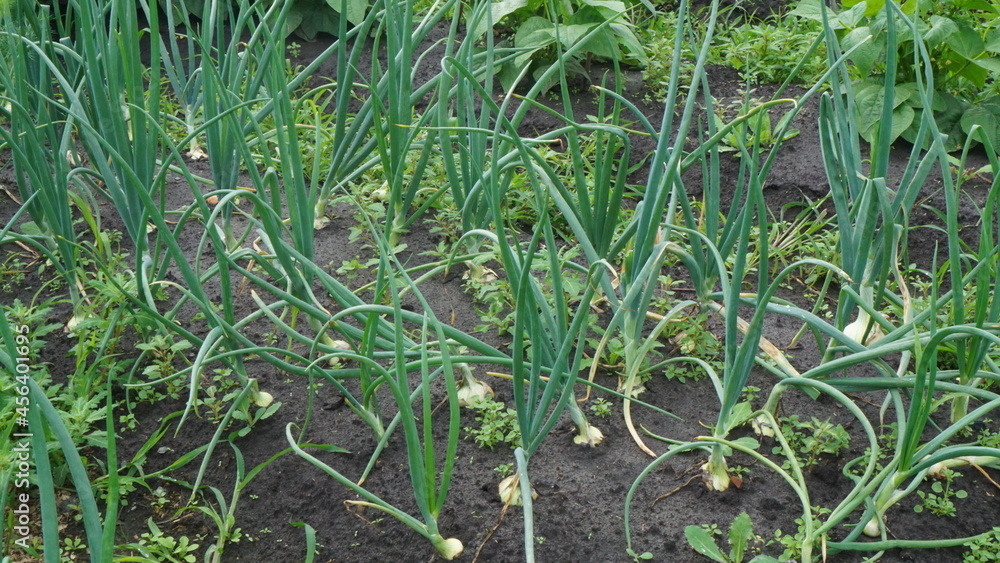 green onion bed autumn summer harvest garden vegetable garden green onion bed autumn summer harvest garden vegetable garden