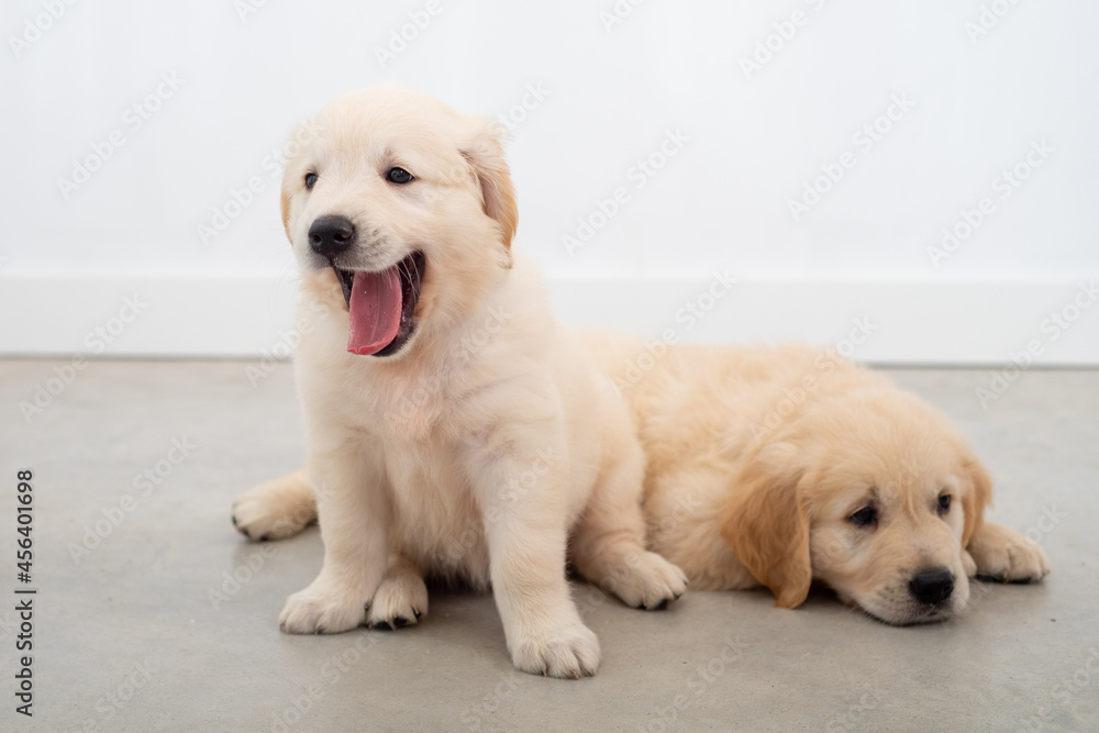 Golden retrieber puppies Golden retrieber puppies