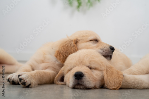 Golden retrieber puppies sleeping