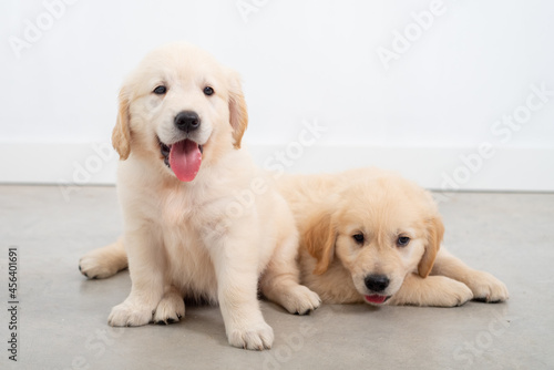Golden retrieber puppies