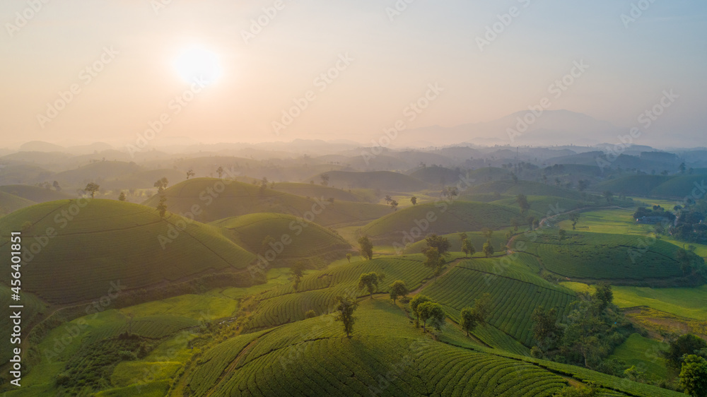 Tea hill in the morning Tea hill in the morning