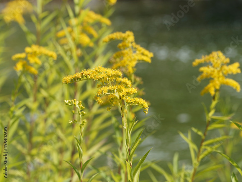 Canada goldenrod or Solidago canadensis - Invasive and ornemental plant with small yellow flowers on branches at the top of high stems with lanceolate green foliage photo