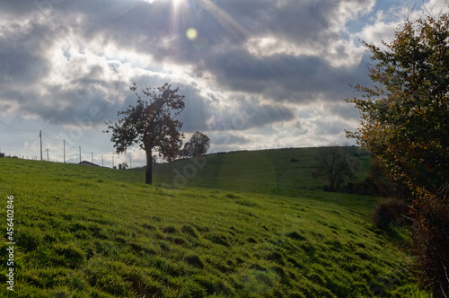 tree in the field in the backlight during autumn