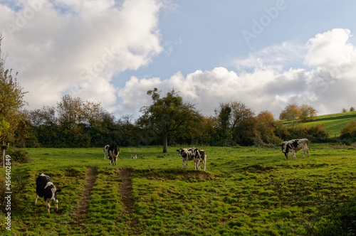 cows grazing in a field in autumn