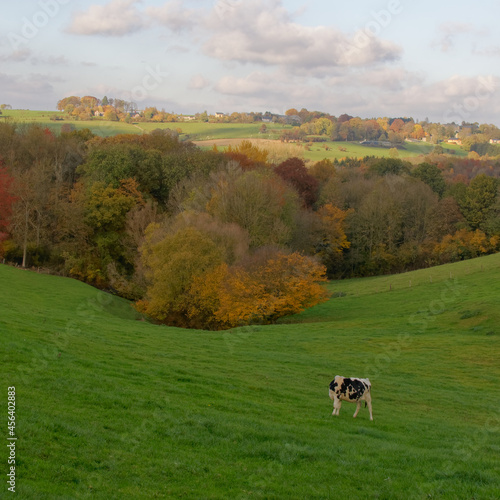 rural landscape in autumn  with a cow