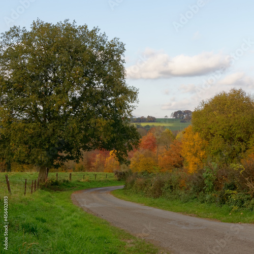 country road in autumn with trees