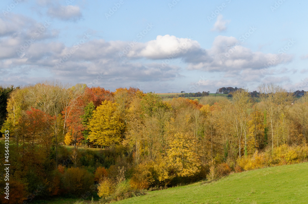 autumn in the forest