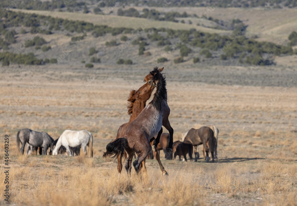 Wild Horse Stallions Fighting in the Utah Desert Wild Horse Stallions Fighting in the Utah Desert