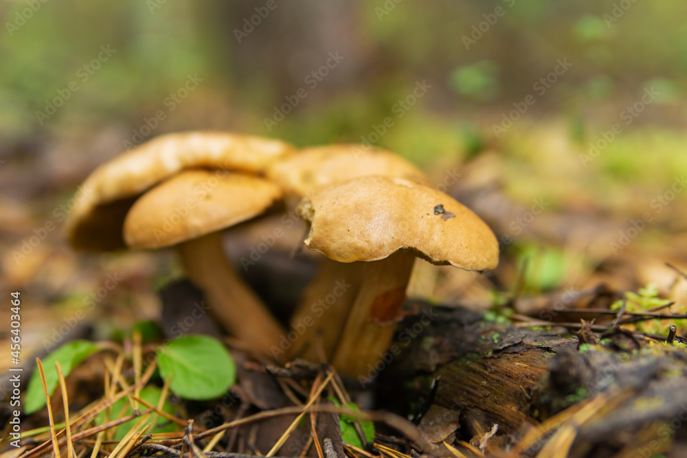 Fototapeta premium Red mushrooms grow in fallen leaves.